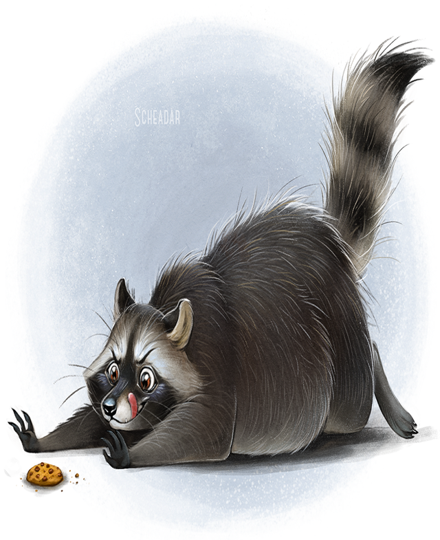 raccoon